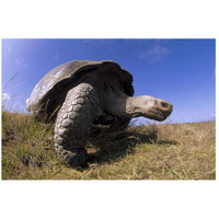 Galapagos Giant Tortoise on caldera rim, Alcedo Volcano, Galapagos Islands-Paper Art-26"x18"