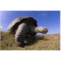 Galapagos Giant Tortoise on caldera rim, Alcedo Volcano, Galapagos Islands-Paper Art-50"x34"