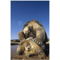 Galapagos Giant Tortoise mating, Alcedo Volcano, Galapagos Islands, Ecuador-Paper Art-14"x20"