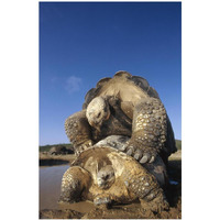 Galapagos Giant Tortoise mating, Alcedo Volcano, Galapagos Islands, Ecuador-Paper Art-26"x38"