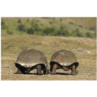 Galapagos Giant Tortoises departing, Alcedo Volcano, Galapagos Islands-Paper Art-20"x14"