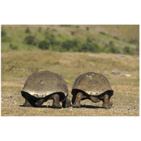 Galapagos Giant Tortoises departing, Alcedo Volcano, Galapagos Islands-Paper Art-26"x18"
