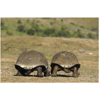 Galapagos Giant Tortoises departing, Alcedo Volcano, Galapagos Islands-Paper Art-50"x34"