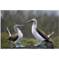 Blue-footed Booby pair in courtship dance, Galapagos Islands, Ecuador-Paper Art-20"x14"