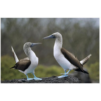 Blue-footed Booby pair in courtship dance, Galapagos Islands, Ecuador-Paper Art-26"x18"