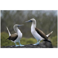 Blue-footed Booby pair in courtship dance, Galapagos Islands, Ecuador-Paper Art-32"x22"