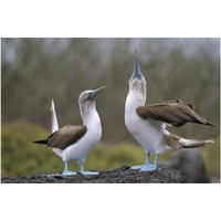 Blue-footed Booby pair in courtship dance, Galapagos Islands, Ecuador-Paper Art-20"x14"
