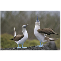 Blue-footed Booby pair in courtship dance, Galapagos Islands, Ecuador-Paper Art-26"x18"