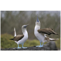 Blue-footed Booby pair in courtship dance, Galapagos Islands, Ecuador-Paper Art-32"x22"