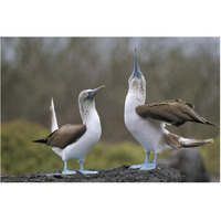 Blue-footed Booby pair in courtship dance, Galapagos Islands, Ecuador-Paper Art-62"x42"