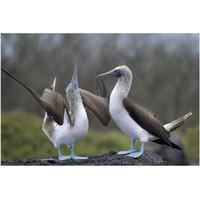 Blue-footed Booby pair in courtship dance, Galapagos Islands, Ecuador-Paper Art-20"x14"