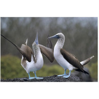 Blue-footed Booby pair in courtship dance, Galapagos Islands, Ecuador-Paper Art-50"x34"