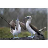 Blue-footed Booby pair in courtship dance, Galapagos Islands, Ecuador-Paper Art-62"x42"