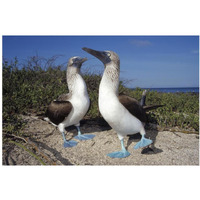 Blue-footed Booby pair in courtship dance, Galapagos Islands, Ecuador-Paper Art-38"x26"