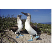 Blue-footed Booby pair in courtship dance, Galapagos Islands, Ecuador-Paper Art-62"x42"