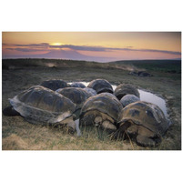 Galapagos Giant Tortoise in wallow on caldera rim, Alcedo Volcano, Galapagos-Paper Art-38"x26"