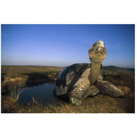 Galapagos Giant Tortoise in wallow on caldera rim, Alcedo Volcano, Galapagos-Paper Art-26"x18"