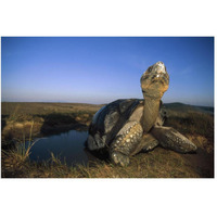 Galapagos Giant Tortoise in wallow on caldera rim, Alcedo Volcano, Galapagos-Paper Art-50"x34"