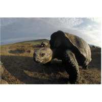 Galapagos Giant Tortoises on caldera rim, Alcedo Volcano, Galapagos Islands-Paper Art-62"x42"