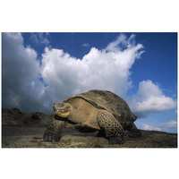 Galapagos Giant Tortoises on caldera rim, Alcedo Volcano, Galapagos Islands-Paper Art-32"x22"