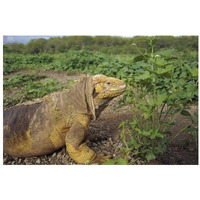 Galapagos Land Iguana male, Galapagos Islands, Ecuador-Paper Art-32"x22"