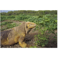 Galapagos Land Iguana male, Galapagos Islands, Ecuador-Paper Art-50"x34"