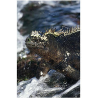 Marine Iguana at low tide, Punta Espinosa, Galapagos Islands, Ecuador-Paper Art-26"x38"