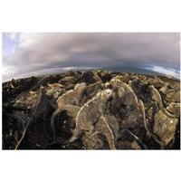 Marine Iguana dense colony basking on lava, Galapagos Islands, Ecuador-Paper Art-38"x26"
