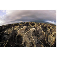 Marine Iguana dense colony basking on lava, Galapagos Islands, Ecuador-Paper Art-50"x34"