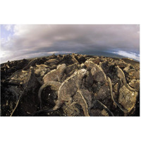 Marine Iguana dense colony basking on lava, Galapagos Islands, Ecuador-Paper Art-62"x42"