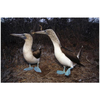 Blue-footed Booby pair courting,  Galapagos Islands, Ecuador-Paper Art-32"x22"