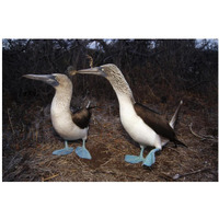 Blue-footed Booby pair courting,  Galapagos Islands, Ecuador-Paper Art-38"x26"