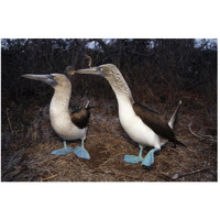 Blue-footed Booby pair courting,  Galapagos Islands, Ecuador-Paper Art-50"x34"