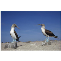Blue-footed Booby pair, Galapagos Islands, Ecuador-Paper Art-20"x14"