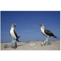 Blue-footed Booby pair, Galapagos Islands, Ecuador-Paper Art-26"x18"
