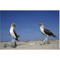 Blue-footed Booby pair, Galapagos Islands, Ecuador-Paper Art-62"x42"