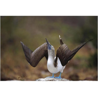 Blue-footed Booby sky pointing in courtship dance, Galapagos Islands-Paper Art-20"x14"