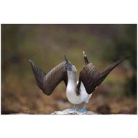 Blue-footed Booby sky pointing in courtship dance, Galapagos Islands-Paper Art-26"x18"