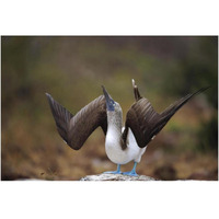 Blue-footed Booby sky pointing in courtship dance, Galapagos Islands-Paper Art-38"x26"