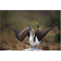 Blue-footed Booby sky pointing in courtship dance, Galapagos Islands-Paper Art-62"x42"