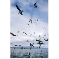 Blue-footed Booby diving for herring, Elizabeth Bay, Galapagos Islands-Paper Art-34"x50"