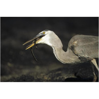 Great Blue Heron preying on hatchling Marine Iguana, Galapagos Islands-Paper Art-20"x14"