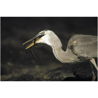 Great Blue Heron preying on hatchling Marine Iguana, Galapagos Islands-Paper Art-38"x26"