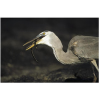 Great Blue Heron preying on hatchling Marine Iguana, Galapagos Islands-Paper Art-50"x34"