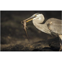 Great Blue Heron preying on hatchling Marine Iguana, Galapagos Islands-Paper Art-20"x14"