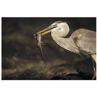 Great Blue Heron preying on hatchling Marine Iguana, Galapagos Islands-Paper Art-32"x22"