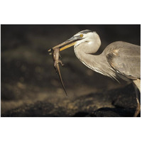 Great Blue Heron preying on hatchling Marine Iguana, Galapagos Islands-Paper Art-50"x34"