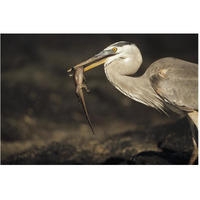 Great Blue Heron preying on hatchling Marine Iguana, Galapagos Islands-Paper Art-62"x42"