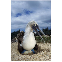 Blue-footed Booby male incubating eggs, Galapagos Islands-Paper Art-18"x26"