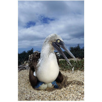 Blue-footed Booby male incubating eggs, Galapagos Islands-Paper Art-34"x50"